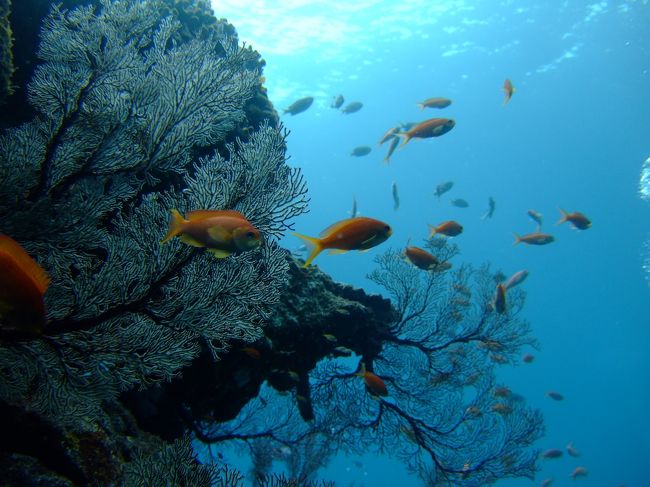 母の講習もいよいよ最終日。<br /><br />母は根性でボート講習を選択。<br />薬を飲み、朝ごはんは控えめにしてレッツゴー。<br /><br />父はそのころやんばるへ・・・。<br /><br /><br /><br /><br /><br /><br />