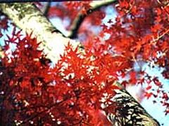 秋の京都で紅葉狩り