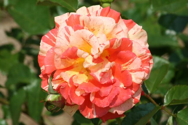 2008春、花フェスタ記念公園の薔薇(9/14)：オールド・ローズ：コシモ・リドルフィ