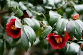 2008春、東山植物園の椿(2/4)：椿の花色々