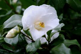 2008春、東山植物園の椿(3/4)：椿の花色々