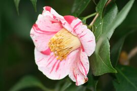 2008春、東山植物園の椿(4/4)：椿の花色々