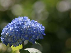 南伊豆・花三昧=ちょっと早かった下田公園の紫陽花=