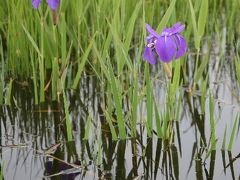 小さな旅●刈谷市 ・小堤西池のカキツバタ　　　