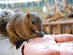 かわきもい？　リスと戯れる！　町田リス園＆薬師池公園の巻