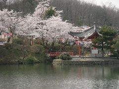岡山・広島の桜を訪ねて　4　（広島上野公園・備北丘陵公園）