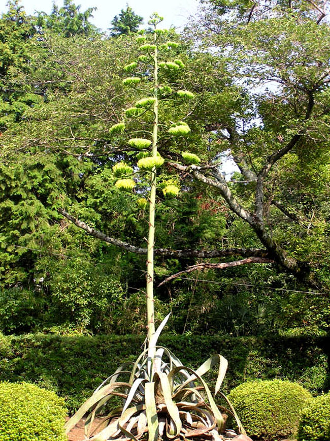 日出町の松屋寺で「リュウゼツラン開花」というニュースを見て行ってきました。<br />60年〜100年に一度しか花が咲かないそうで、松屋寺では約80年ぶりだそうです。<br />メキシコ原産で、メキシコでは葉の汁から「テキ-ラ」が作られるそうです。<br /><br />写真は竜舌蘭（リュウゼツラン）の花です。<br />リュウゼツランは、普段は竜の舌にたとえられる大型の葉だけですが、開花が近づくと、花茎が細長く五メートル以上も伸びます。<br /><br />