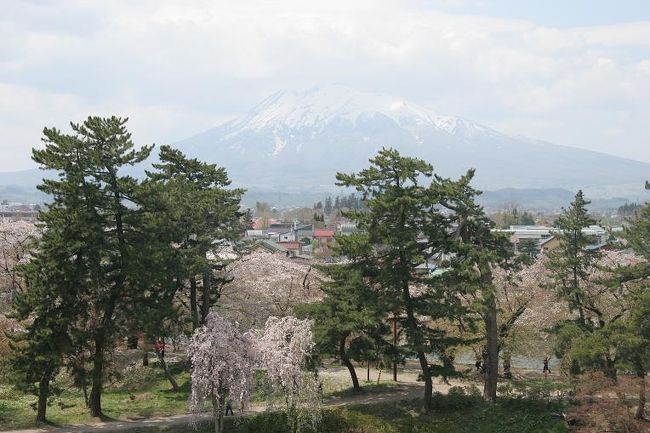 東北の桜を撮影したい・・・と以前から考えていたのだが、やっと念願が叶い青森空港へ。ここでレンタカーを借りて妻と妻の姉さん夫婦と４人で出発。弘前城を目指す。天候はうす曇り。今年は例年より１０日ほど早く花が咲いたとの情報。果たして桜は残っているか？　はたせるかな・・・弘前城へ到着すると桜は散ってしまっており、八重桜が残っていた。