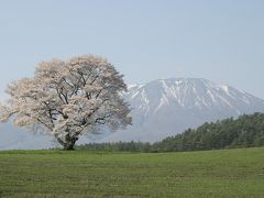 東北旅行　２００８年４月　　小岩井農場の一本桜を撮る