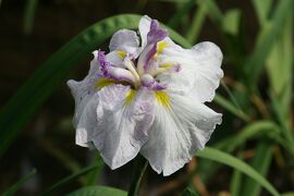 2008梅雨、鶴舞公園の花菖蒲(1/4)：新浜扇(しんはまおおぎ)、光の綾(ひかりのあや)