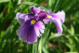 2008梅雨、鶴舞公園の花菖蒲(2/4)：水玉星(みずたまぼし)、磯の朝風(いそのあさかぜ)