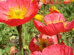 「 千秋が原ふるさとの森 & 越路かたくりの森  」の旅  ＜ 新潟県長岡市千秋 & 千谷沢＞