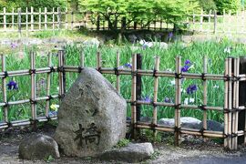 2008梅雨、鶴舞公園の花菖蒲(4/4)：八ツ橋石標、噴水塔、奏楽堂、椋鳥、カルガモ、亀