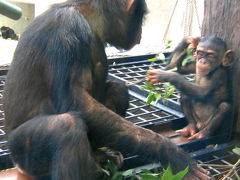 旭山動物園と白金温泉