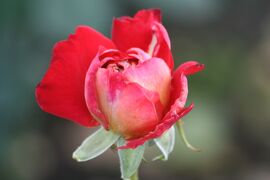 2008梅雨、薔薇の終りと、紫陽花の始り(1/2)：鶴舞公園のバラ園、ラバグルート、聖火