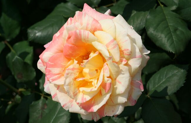 花フェスタ記念公園のバラの花の紹介です。モダン・ローズの紹介の続きです。オールド・ローズも少し混じっています。<br />