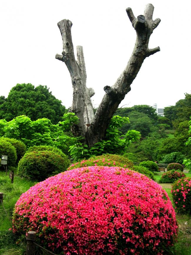  新宿御苑は環境省が管理する広さ58.3ha、周囲3.5kmの国民公園です。<br /> プラタナス並木が美しいフランス式整形庭園や広大なユリノキが高くそびえ、明るくのびやかな景観を呈しているイギリス風景式庭園、昔ながらの日本庭園を巧みに組み合わせており、日本における近代西洋庭園の名園です。<br /> 広々とした芝生にユリノキやプラタナスなどの巨樹が点在するイギリス風景式庭園、バラ花壇を中心に左右にプラタナスの並木を配したフランス式整形庭園、回遊式の情緒あふれる日本庭園など、さまざまな様式の特色あふれる庭園が楽しめます。 <br /><br />新宿御苑のホームページは・・<br />http://www.env.go.jp/garden/shinjukugyoen/<br /><br />新宿御苑へようこそ・・<br />http://www.fng.or.jp/shinjuku/shinjuku-index.html<br /><br />