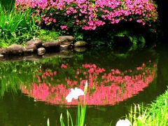 新宿御苑の日本庭園･母と子の森　　☆サツキ･シモツケ･アジサイ咲いて