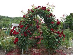 2008  お花のはしご?　志摩　磯部、高根山のバラ園