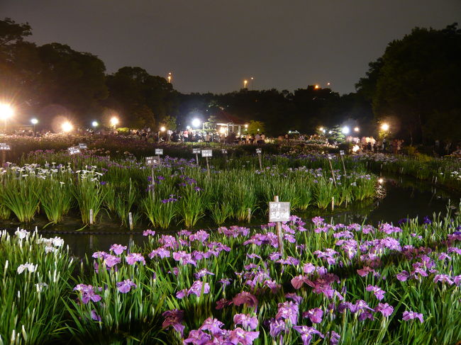 大阪市旭区にある『城北公園』の菖蒲園のことは知っていましたが、2008/6/7〜6/8の2日間限定でライトアップ・イベントをしているという情報を見つけて、土曜日の夜に行ってきました。<br /><br />地元ミュージシャンによるコンサートなども行われていて、思っていた以上に賑やかでした。<br /><br />ただ、三脚禁止で照明も暗め...。<br />フラッシュやら夜景モードやらをいろいろ駆使して撮りましたが、菖蒲の微妙な紫色はなかなか上手く撮れませんでした。