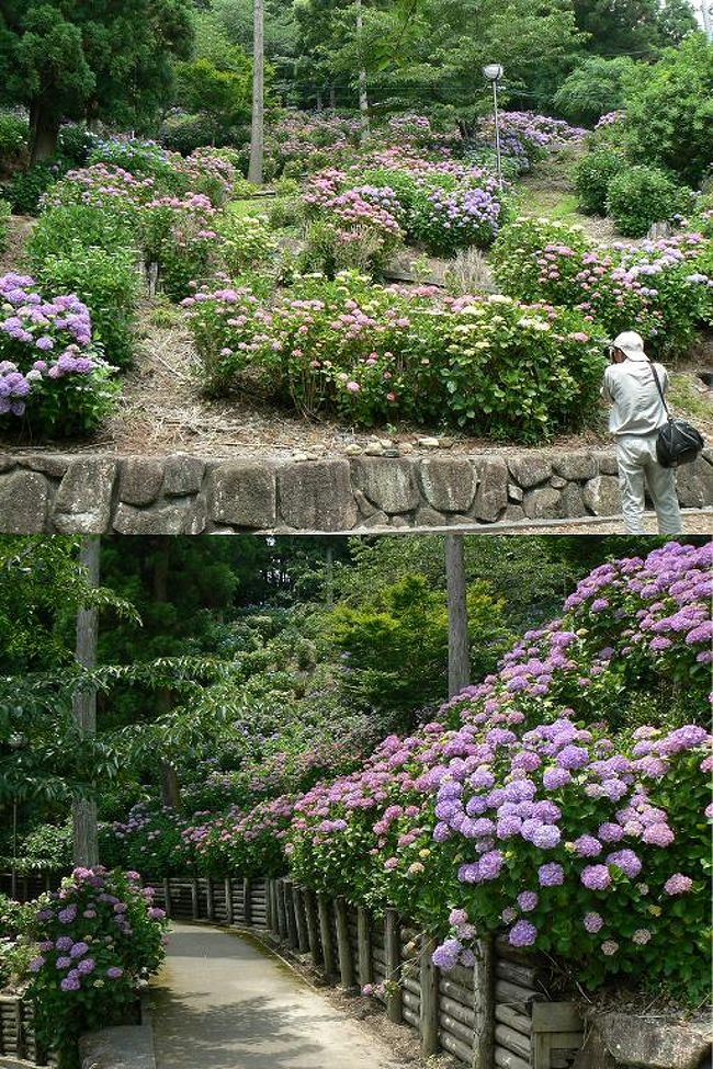 身近なところにすごい紫陽花があったんだ 牧之原市 榛原 の秋葉公園で紫陽花祭り 牧之原 静岡県 の旅行記 ブログ By Ittsuan123jpさん フォートラベル