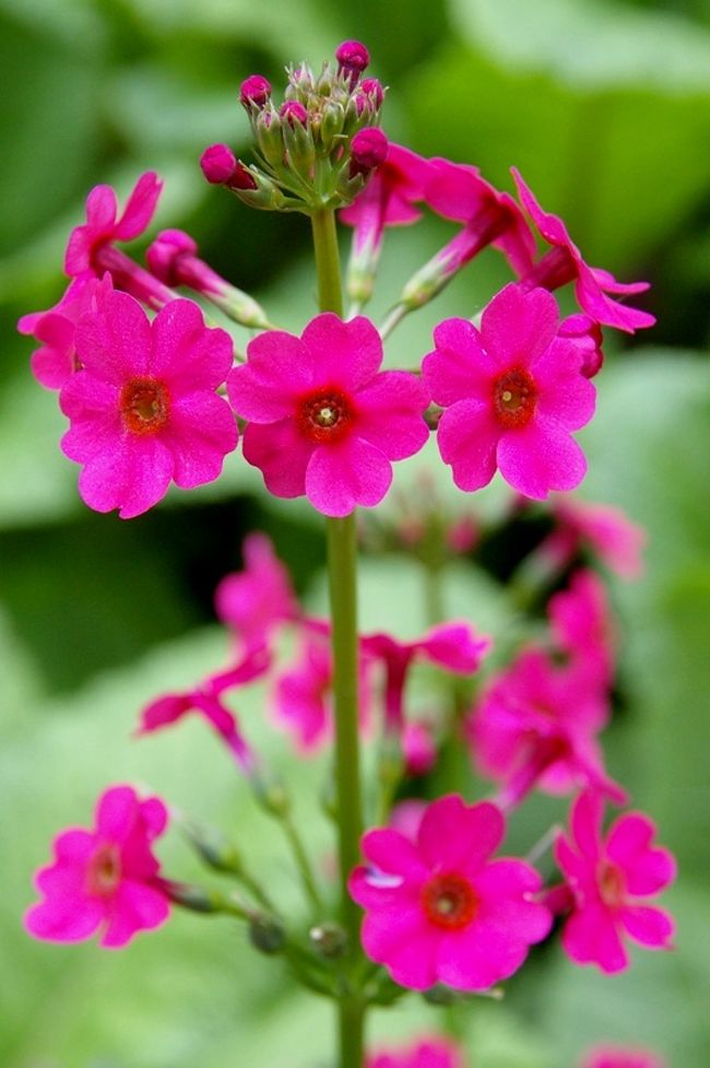 高山市・国府町の宇津江48滝山野草花園「花の森」へ九輪草を見に行ってきました。<br />＊花はほぼ見頃といったところでしょうか。<br />＊花の状況は最下段は咲き終わり，中段は開花中，最上段は蕾が大きくなって一部咲き出した状態でした。<br />