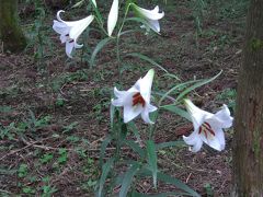 2008  お花のはしご?　志摩　磯部、「土百姓花園」のささゆり