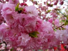 豪勢やなあ、造幣局の桜並木