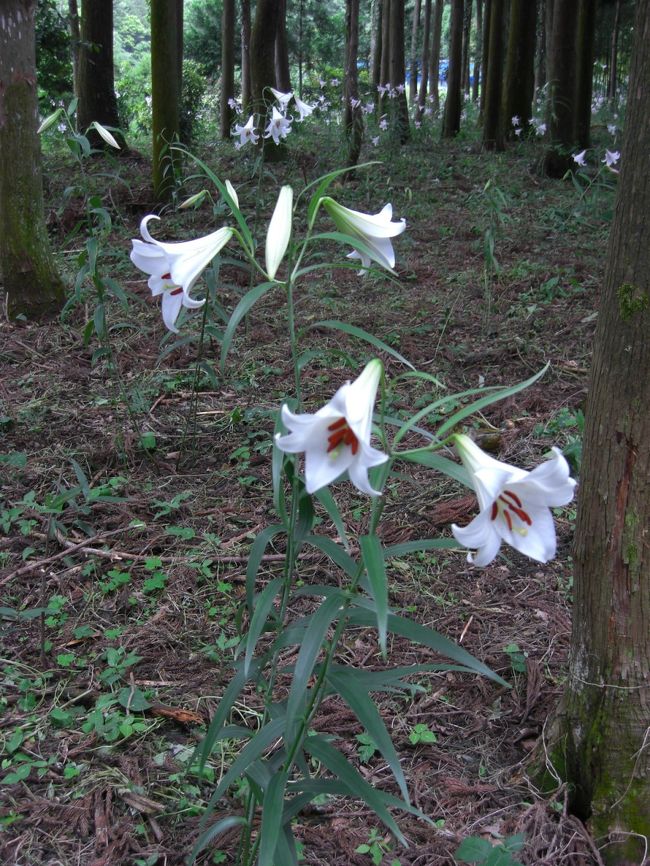 磯部にルピナスの花がきれいな場所があると聞いて訪れた「土百姓花園」。<br />やっぱり‥‥ルピナスの花‥影も形もありませんでした。花の季節は、5月のはじめ頃だったそうです。<br /><br />でも、磯部町の花であるささゆりが咲いているとも聞いていましたので、ちょっと期待して行きました。