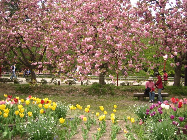 ＧＷに東北バスツアーで桜を見に行ってきました。<br />が、今年は例年よりも桜の開花が早かったため、<br />行く先々で葉桜見学となってしまいました…<br /><br />辛うじて、弘前城で八重桜を見ることはできました。<br />一応、桜が見られてよかった～<br /><br />【１日目】<br />上野→新白河→厳美渓→中尊寺→角館→盛岡<br /><br />【２日目】<br />盛岡→弘前城→奥入瀬渓流→北上展勝地→新白河→大宮
