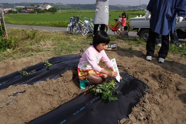 小学生対象の子供会で<br />今年はサツマイモの蔓を植えました<br /><br />子供会としても<br />初めての試みのため<br />役員さんたちは大変そうでしたが<br />次の日筋肉痛は大丈夫でしたか？<br /><br />秋の収穫祭が楽しみですが<br />無事に育ってくれると良いですね！<br /><br />時々観察するつもりだが<br />写真をここへ追加するかは思案中<br />たぶん<br />他の旅行記の最後に<br />おまけで登録するので<br />見逃さないでね！