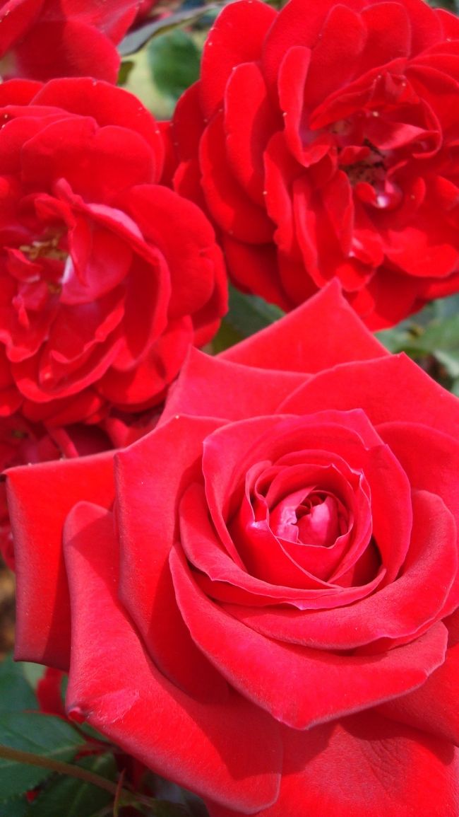 　越後にも薔薇の季節がやってきました。長岡の薔薇愛好家の寄贈から始まった丘陵公園の薔薇も年々充実し薔薇愛好家からも知られるようになって来ました。<br /><br />　香りのばら祭り（http://echigo-park.jp/guide/health-zone/rose-garden/index.html）に出かけてきました。愛好家の人たちや家族連れで園内は賑わっていました。<br /><br />　ゲートの左側にばらエリアがあり、エリアに入るとバラの香りが漂いとてもいい気持ちになりました。<br /><br />　ばらボランテアの人たちがあちこちで説明してくださるのでとても助かります。<br /><br />　この国営越後丘陵公園（http://echigo-park.jp/）は一年を通じで花や山野草等楽しめ冬は子供たちのスキー場として無料解放されている市民の憩いの場ともなっています。