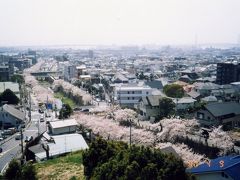 ヨドコウ迎賓館＆芦屋川の桜