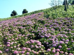 伊勢温泉のアジサイ園