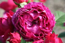 2008春、花フェスタ記念公園の薔薇(13)：モダン・ローズ：スマトラ、トニー・ジャクソン、レーアサム700