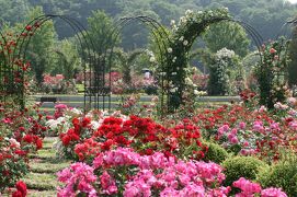 2008春、花フェスタ記念公園の薔薇(14/14)：フェリーニ、ブービコプフ、夕しぐれ