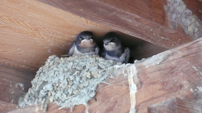 長崎〜熊本に移動して、熊本での仕事を終えて、熊本空港の様子と、帰りの飛行機での様子です。帰りの羽田行きANA便は、国際線使用機材(B777−200ER)だと分かっていたので、乗るのを楽しみにしていました。