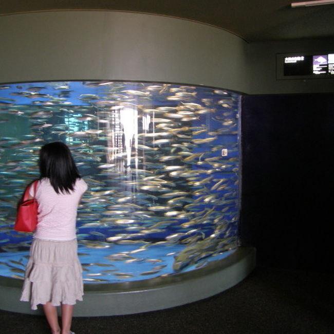 日帰りドライブで茨城県の大洗へ。<br /><br />久々の水族館を楽しみ、リフレッシュをしてきました。<br /><br />ちなみに今回は前日に立ち読みした、<br />正方形写真の写真集に感化され、<br />今回はトリミングで正方形の写真で作らせていただきました。