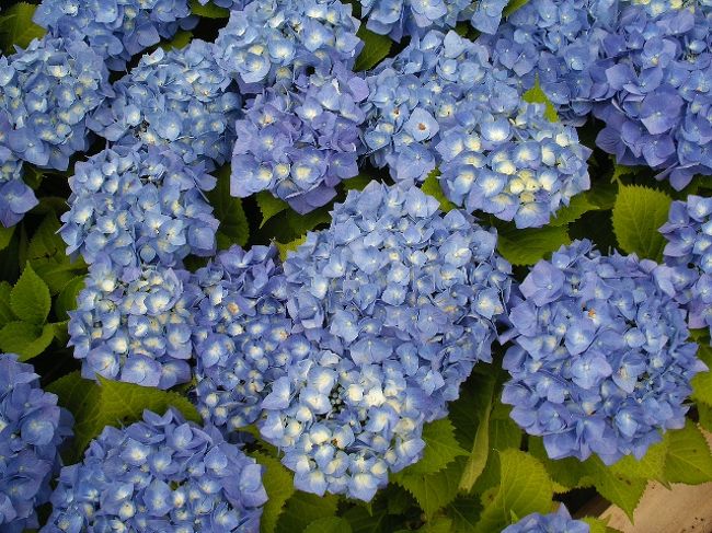 シーボルトの おたくさ 紫陽花を観賞して 長崎県の旅行記 ブログ By Kakusanさん フォートラベル