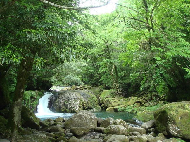 美味いもの<br />神社<br />温泉<br />深い緑と妖しい青<br />&動物<br /><br /><br />1日目 菊池渓谷、ツノディナー<br />2日目 山宮神社、幣立神社、天岩戸神社、高千穂温泉<br />3日目 高千穂神社、高千穂峡、阿蘇山、阿蘇健康火山温泉<br />4日目 小国温泉<br /><br /><br />まずは1日目の菊池渓谷の様子から。