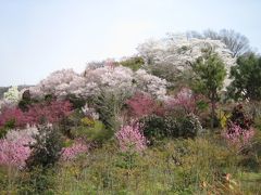 花見山の東海桜