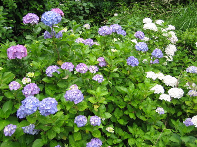 初夏の鎌倉を散策しに、紫陽花が見頃だと思いウォーキングも兼ねて行って来ました。週末は混むだろうと思い平日を選んだのですが、北鎌倉は駅を出るのに大行列でした。鎌倉の紫陽花は、まだ蕾も多く見頃までもう少しといったところですが、至る所で見ることができます。普通の家にも紫陽花が咲いている家が沢山ありました。北鎌倉駅から建長寺、小町通り、鎌倉駅、源氏山、鎌倉駅と、16000歩位歩きました。秋の紅葉時期にまた行きたいです。