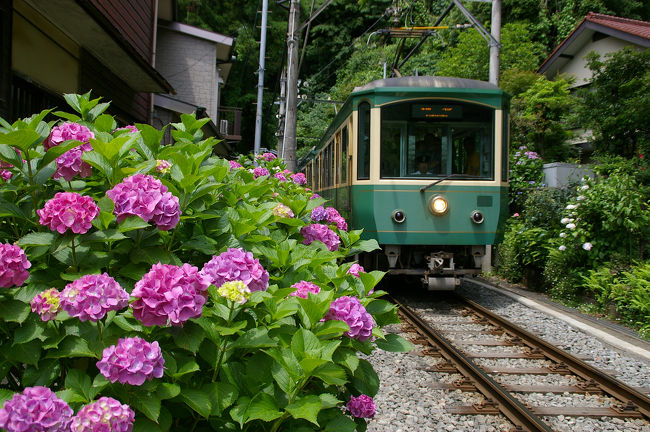 朝早く起き、鎌倉の長谷近辺の紫陽花の名所を散策しました。<br />長谷観音からの紫陽花越しの海や、昨年工事の影響で見ることができなかった成就院の紫陽花、御霊神社の江ノ電と紫陽花をまだ人が少ないうちに楽しもうと思います！