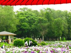 水元公園　ハナショウブ園が見頃に　☆風雅な花圃は都内最大！