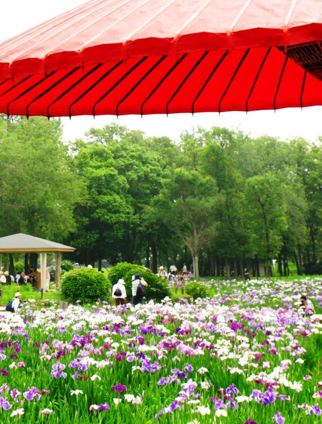 水元公園  はなしょうぶ園（東京都葛飾区）<br />水元公園は小合溜に沿って造られた、都内で唯一水郷の景観をもった公園。園内には、1万4000株、約100品種20万本のハナショウブがあり、６月上旬から下旬にかけて咲き競います。<br />　　<br />小合溜から引いた大小の水路が園内を走り、水郷景観を作りだしています。園内にはポプラ並木やメタセコイアの森、ハンノキなど水辺に強い樹木が育成し、ハナショウブ、スイレン、コウホネといった水生植物を多く見ることができます。<br /><br />水元公園公式ホームページは・・<br />http://www.kensetsu.metro.tokyo.jp/toubuk/mizumoto/index_top.html<br />　<br />明治神宮の花菖蒲　は･･　http://www.meijijingu.or.jp/<br /><br />四季の花図鑑（アヤメ科アヤメ属の花）より・・<br />http://yoshino.hobby-web.net/hana/ayame/mokji.html<br /><br />