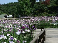 大安禅寺　雅な花菖蒲と紫陽花