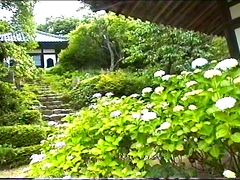 山口・防府の紫陽花寺！