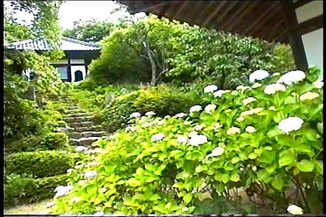 山口県防府の阿弥陀寺に紫陽花を見に行きました。