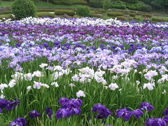 相模原　県立相模原公園　（菖蒲園)