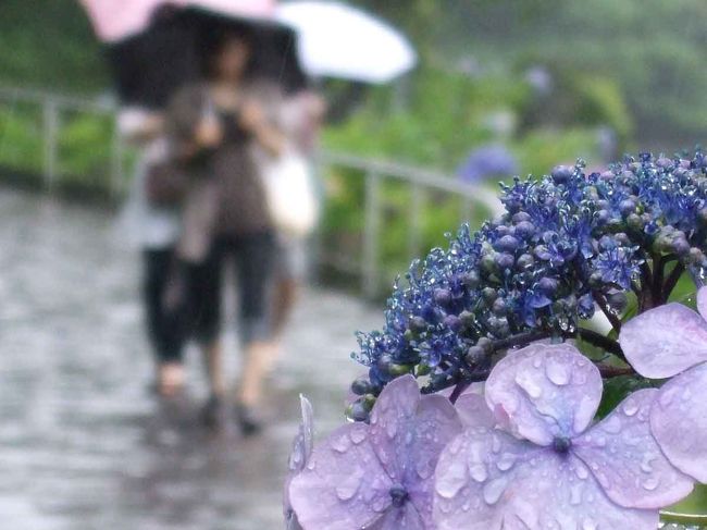 自宅を出るときから小雨が降っていました。雨の中の紫陽花も風流があって良いかも…と、カメラを持って出かけました。<br />今回は、チビデジも一緒です。雨が降っていたらチビデジ手撮るつもりです。<br />ウィークディの午前７時過ぎ、通勤ラッシュと重なりました。抜け道、そしてまた抜け道と次から次へナビに逆らってコース変更。次第に目的地が遠くなっていくような…。(笑)<br />快調に走り出したのは、R１３６を三島市から函南(かんなみ)町に入った頃でした。その頃、天城山の上空が明るく見え、多少天気がよいかも…と、期待を持たせてくれました。<br />１０時３０分頃かな。現地に着いたのは…。<br />前置きが長くなりました。それでは、結局雨が降っていました。雨の中の紫陽花をご覧下さい。<br /><br />下田公園・あじさい祭です。<br /><br />★前回は、０５月２７日で早すぎました。そのときの旅行記はこちらです。<br />「南伊豆・花三昧=ちょっと早かった下田公園の紫陽花=」<br />http://4travel.jp/traveler/t11064/album/10244654/<br /><br />★「下田観光協会」のHP<br />http://www.shimoda-city.info/